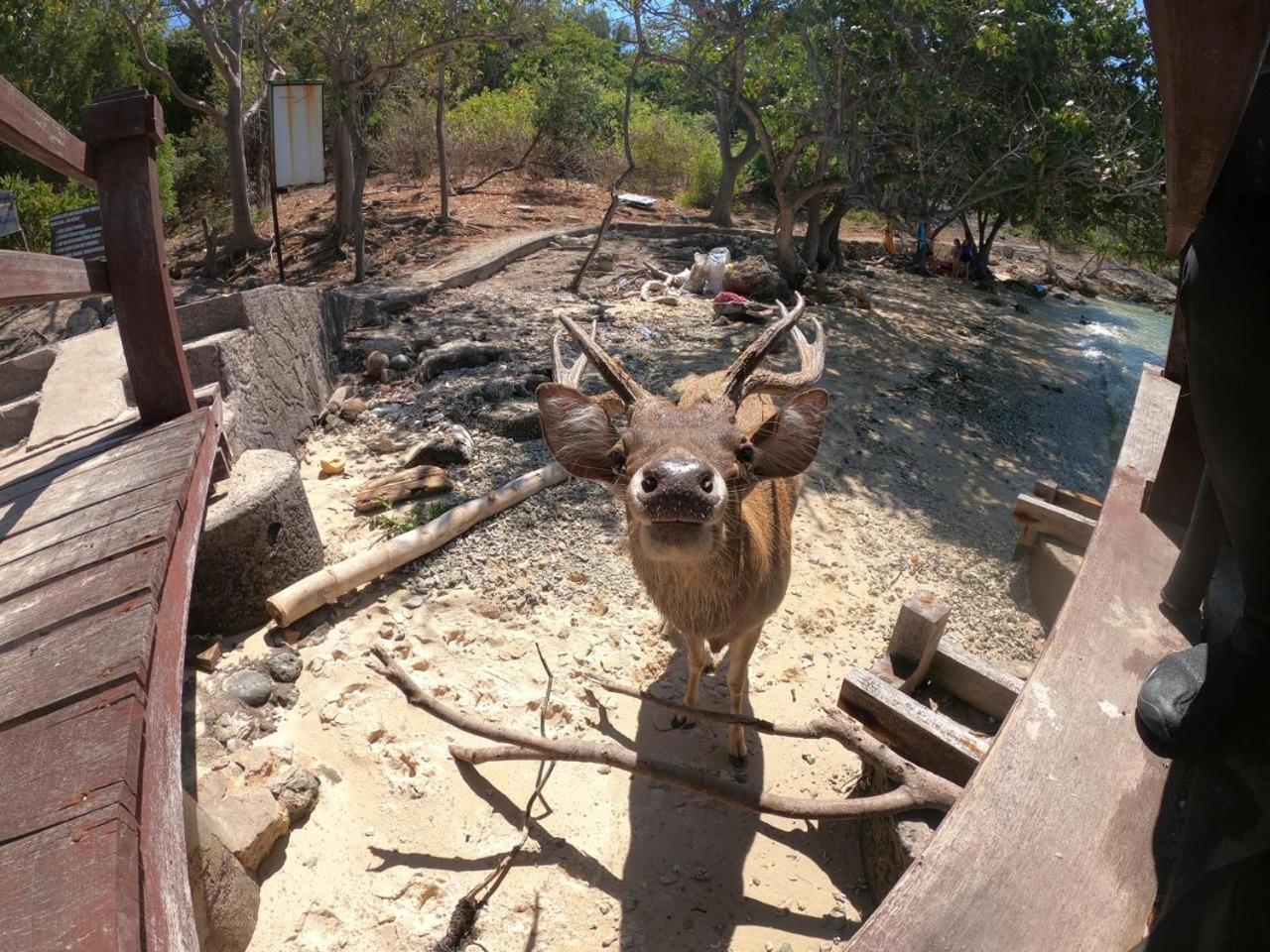 Badini Homestay Pemuteran Εξωτερικό φωτογραφία